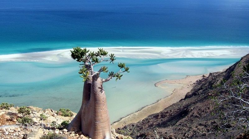 Socotra03.jpg