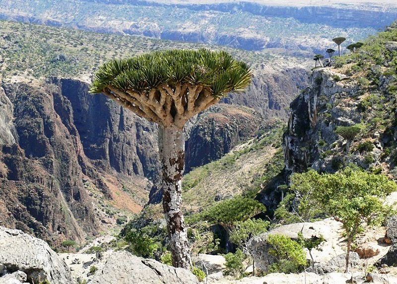 Socotra02.jpg