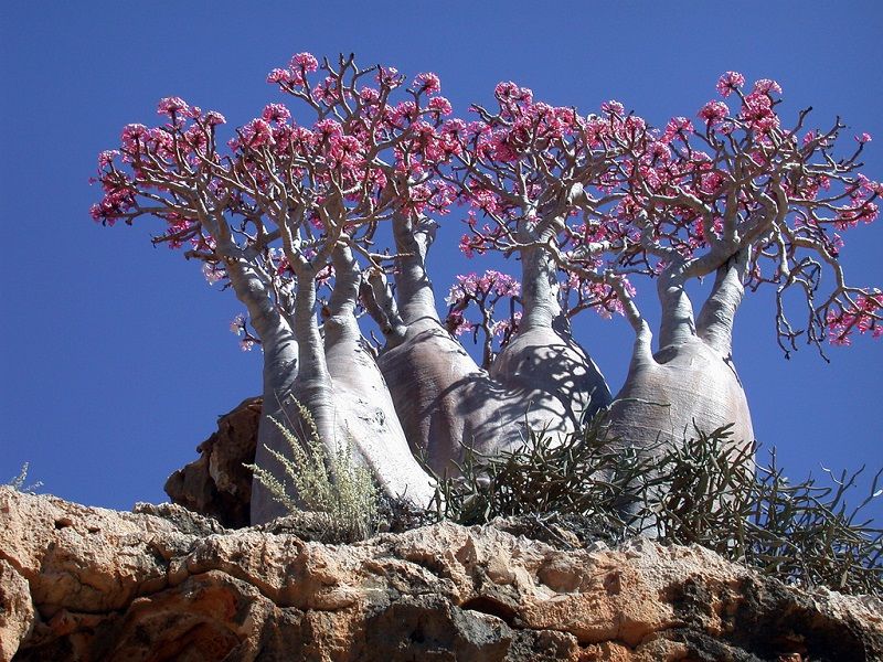 Socotra04.jpg