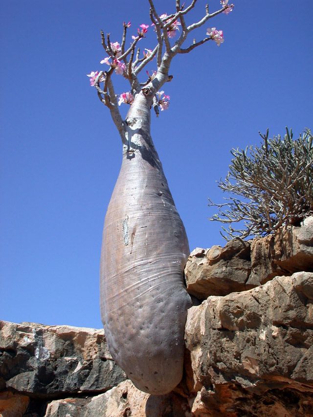 Socotra06.jpg