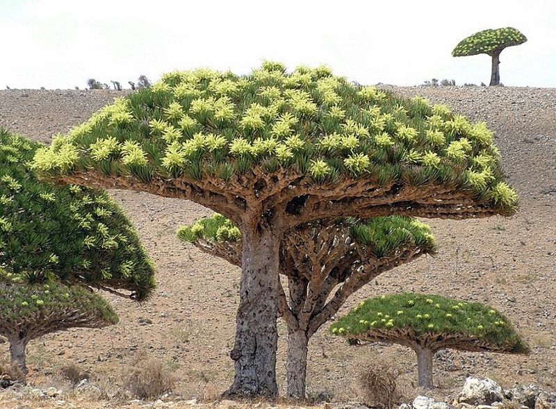 Socotra07.jpg