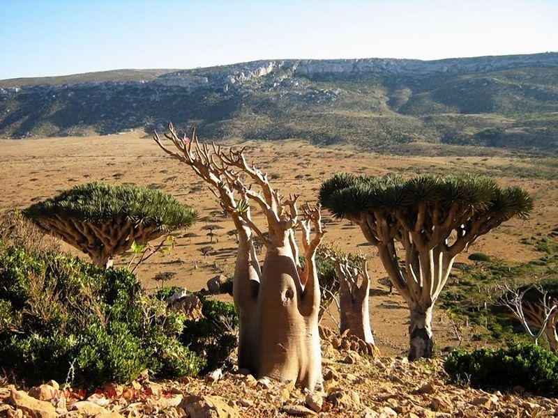 Socotra10.jpg