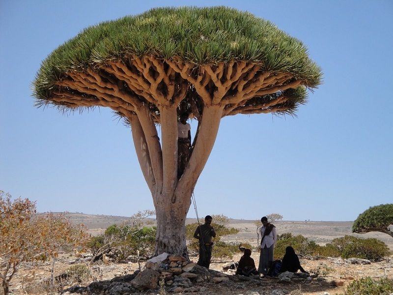 Socotra11.jpg