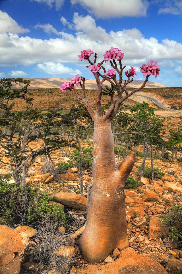 Socotra14.jpg