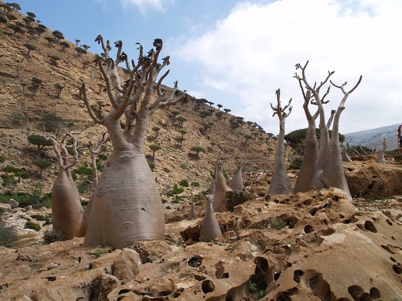 Socotra16.jpg