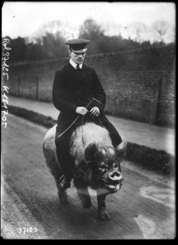 Pig rider.jpg