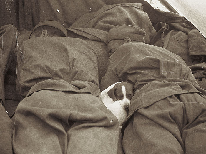 soldiers sleeping with puppy.jpg