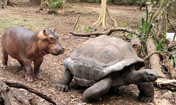tortoisf.jpg