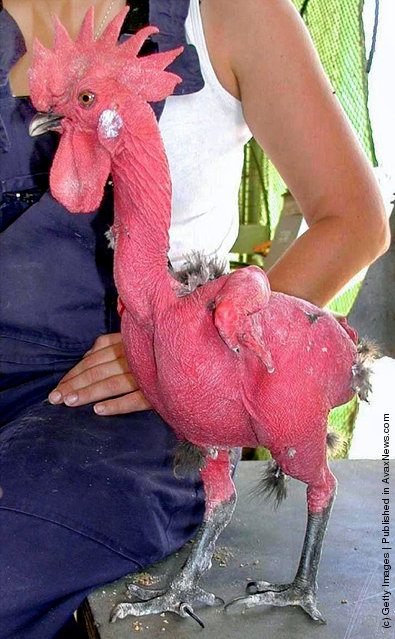 naked chicken2.jpg