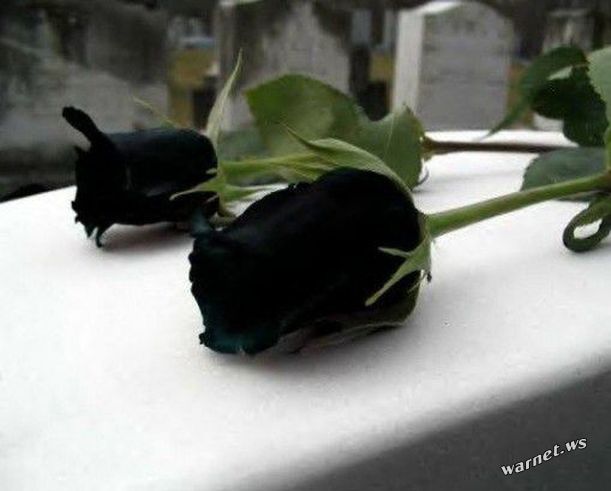 black rose1.jpg
