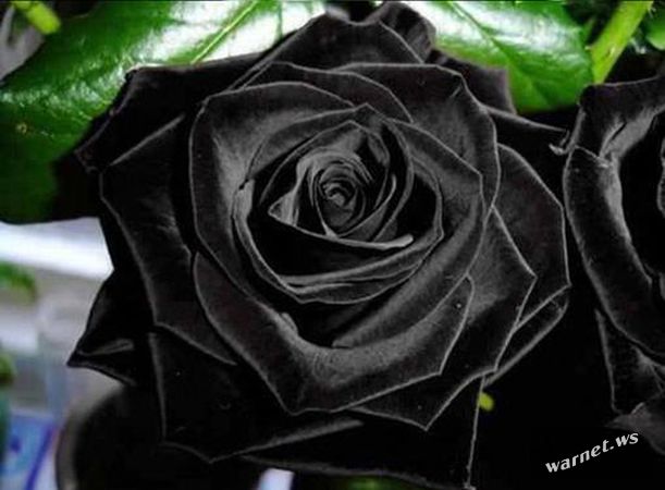 black rose3.jpg
