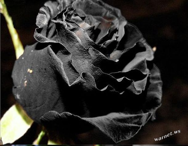 black rose4.jpg