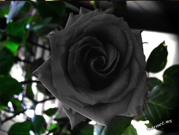 black rose5.jpg