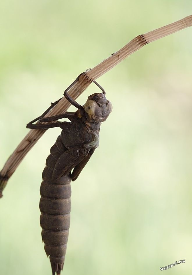 Dragonfly1.jpg