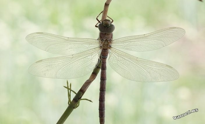 Dragonfly8.jpg