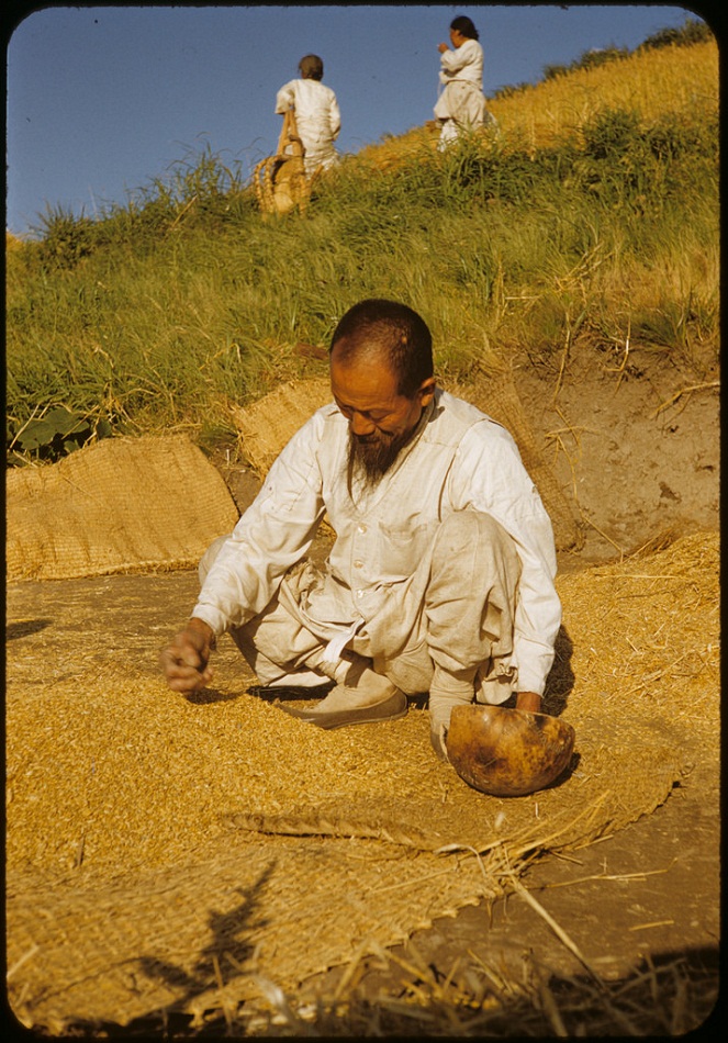 159Cleaning soybeans,1952.jpg
