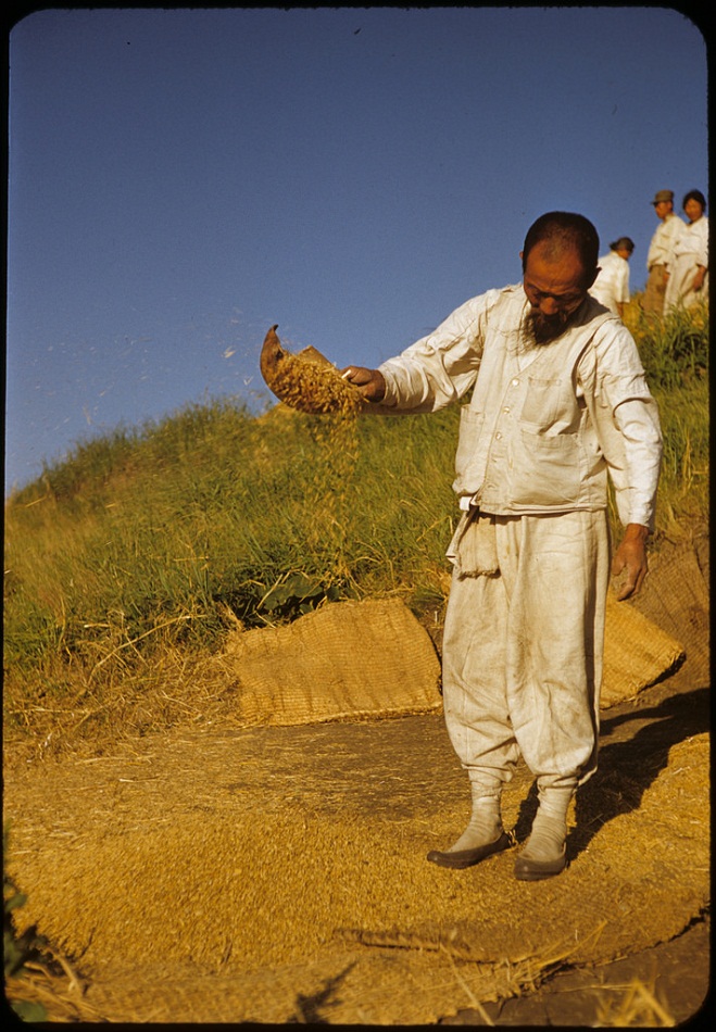 159cleaning the chaff, 1952.jpg