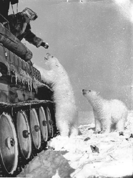 Feeding polar bears from a tank. circa 1950..jpg