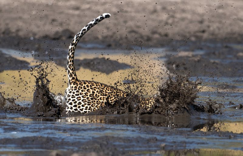 fishing Leopard 4.jpg