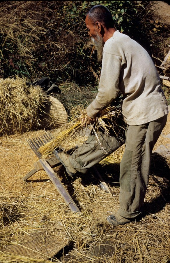 23 threshing rice by hand 1953 Korea.jpg