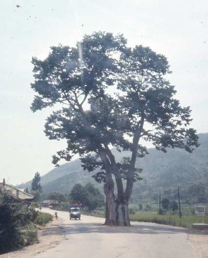 6 Korea-1972-79-TreeInTheRoad.jpg