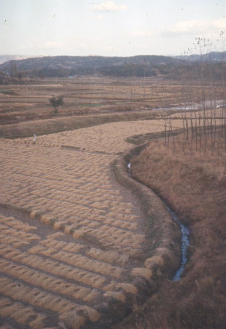 9 Korea-1972-70-RiceHarvestNearCampMosier.jpg