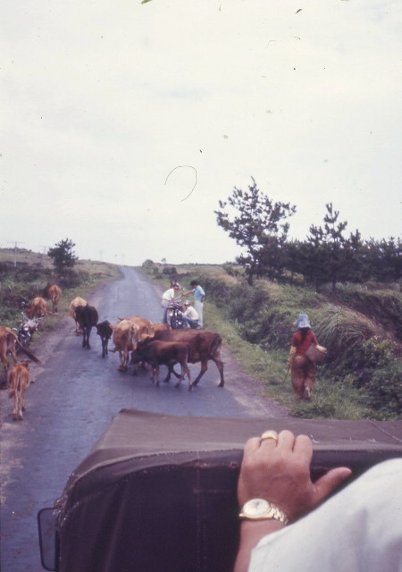 72 Korea-1972-82-Cattle-Chejudo.jpg