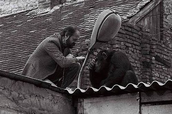The Director of the Belgrade Zoo persuades escaped chimpanzee named Themselves back to the Zoo, 1988.jpg
