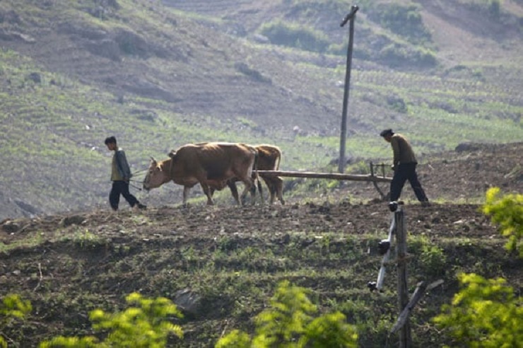 6 North-Korea--Farmers-till-001.jpg