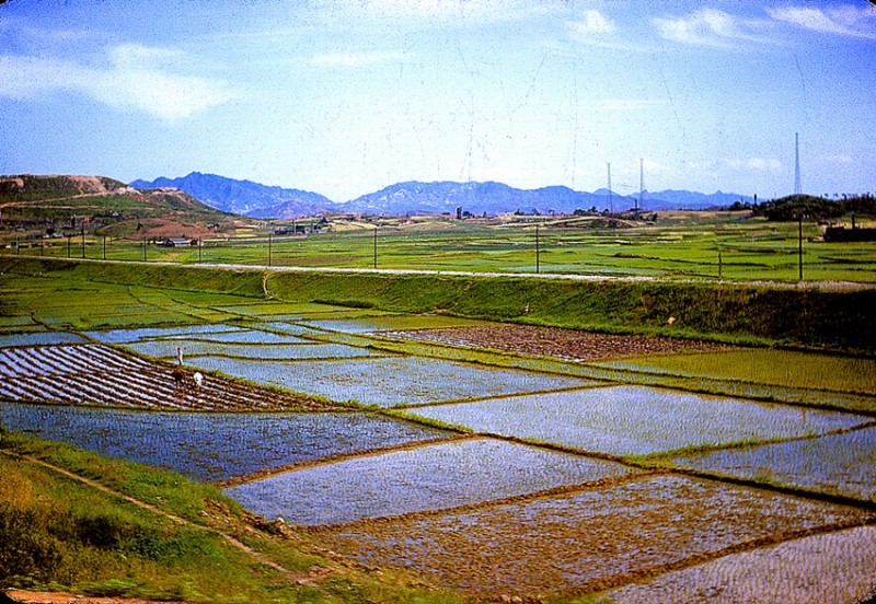 Korean Rice Fields, Planting.jpg