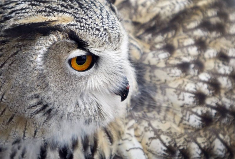 eagle-owl.jpg
