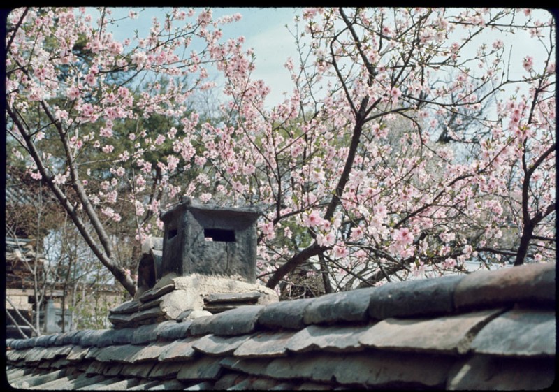 Changkyonggung, May 1966-9.jpg
