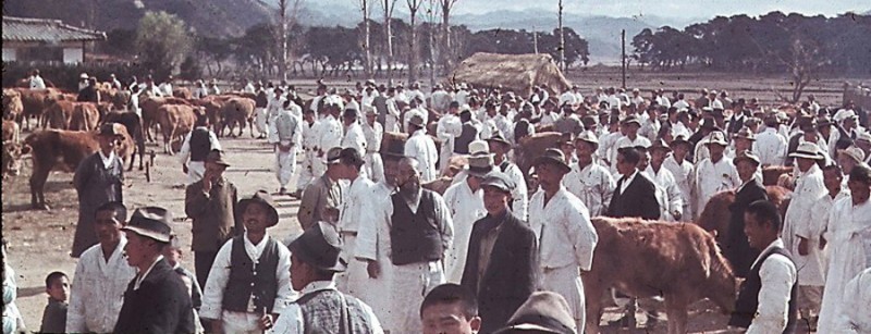 Korean Cattle Market - 1945.JPG