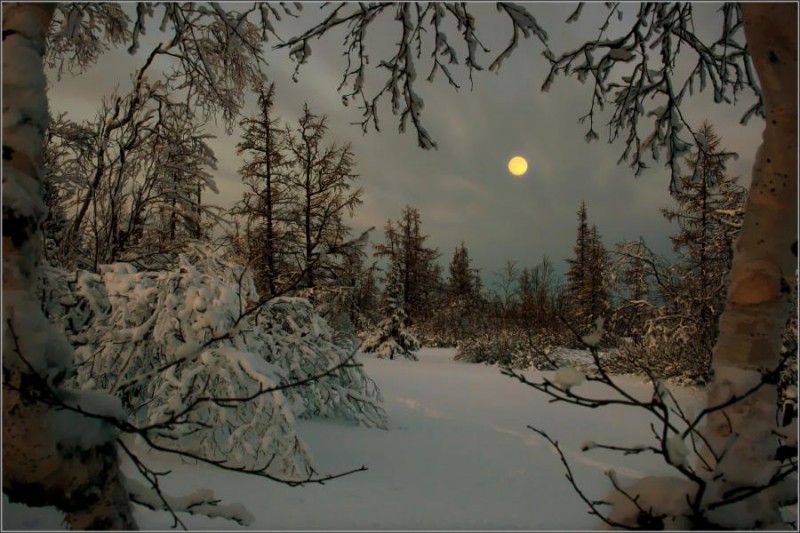 winter snow trees moon Sergei Vagaev.jpg