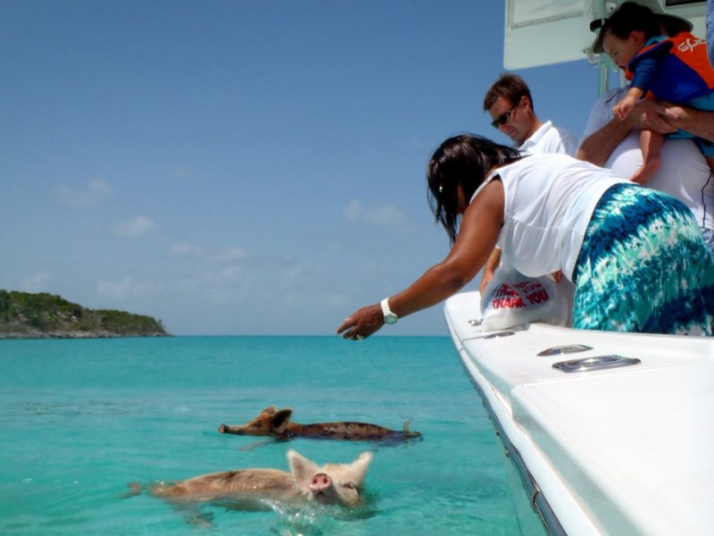 feed-swimming-pigs-in-exuma-the-bahamas.jpg