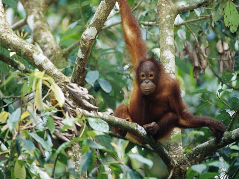go-on-an-eco-tour-in-the-jungles-of-borneo.jpg
