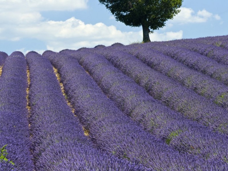 inhale-the-sweet-aroma-of-the-lavender-fields-of-provence.jpg