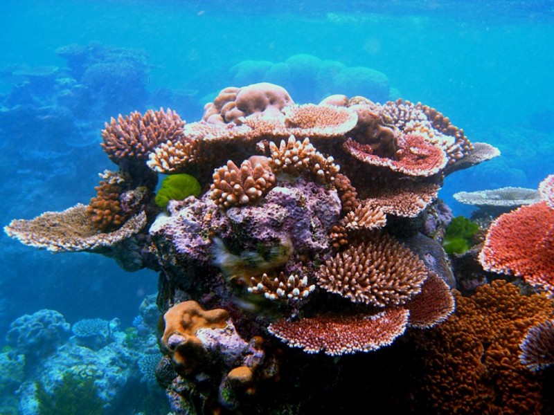 snorkel-at-australias-great-barrier-reef.jpg