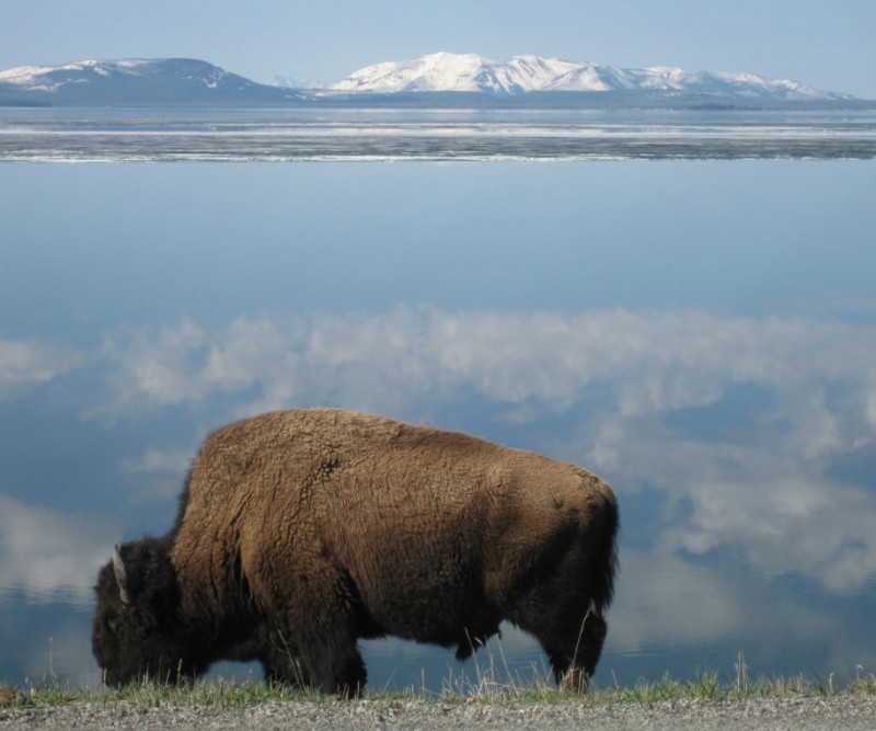 spot-bison-in-yellowstone-national-park.jpg