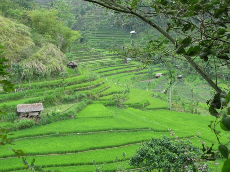 traverse-the-lush-rice-paddies-in-bali-indonesia.jpg