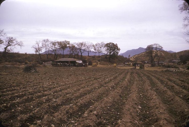 Korean crop field1.jpg
