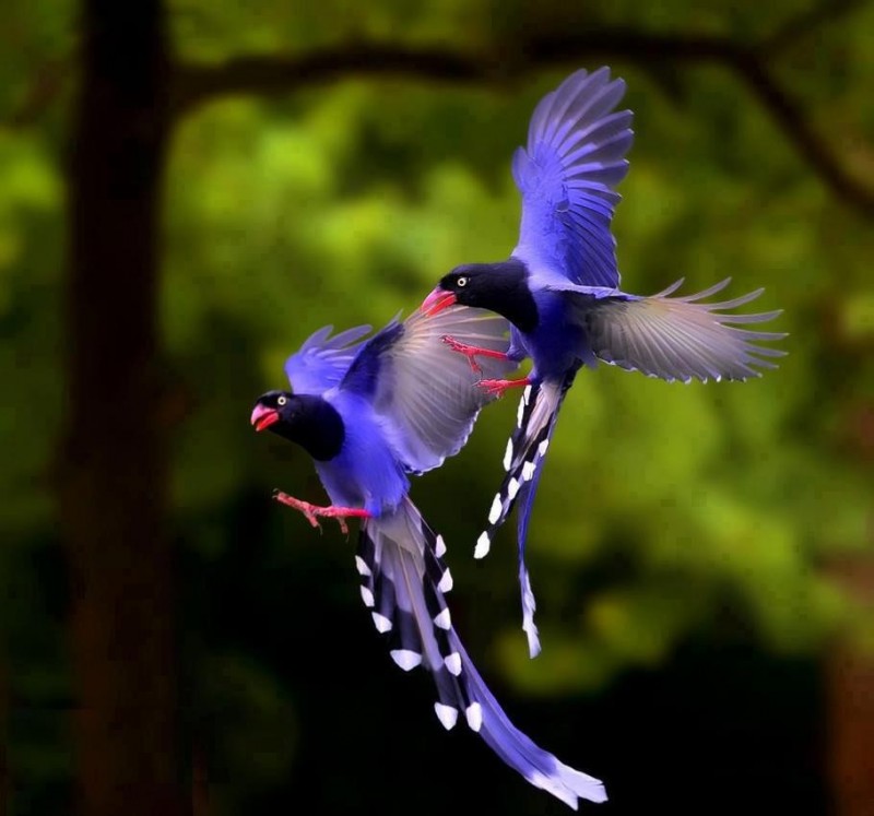 Taiwan Blue Magpie5.jpg