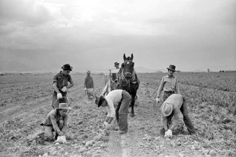 Arthur Rothstein - Potato pickers, Rio Grande County, Colorado, 1939.jpg