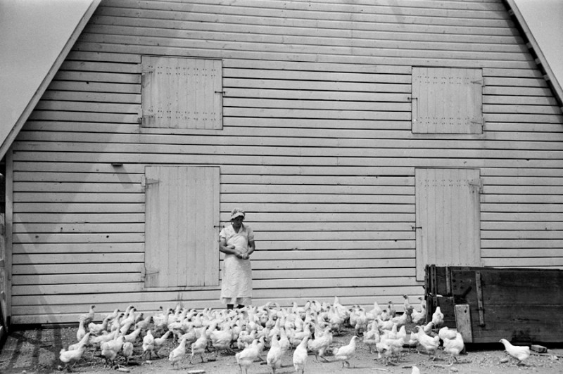 Arthur Rothstein - Feeding chickens, Wabash Farms, Indiana, 1938.jpg