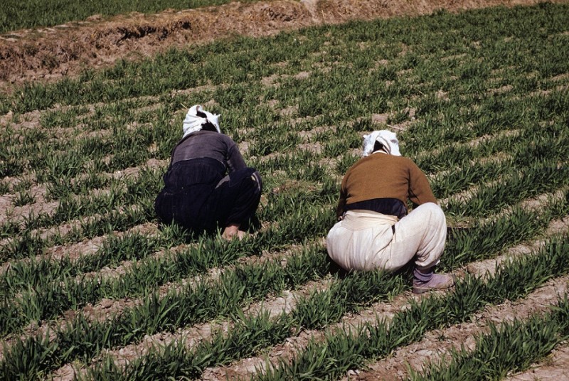 239Weeding the Barley field, 1952.jpg