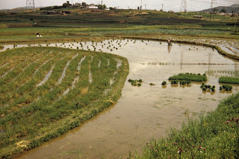 Rice fields, 1956.jpg