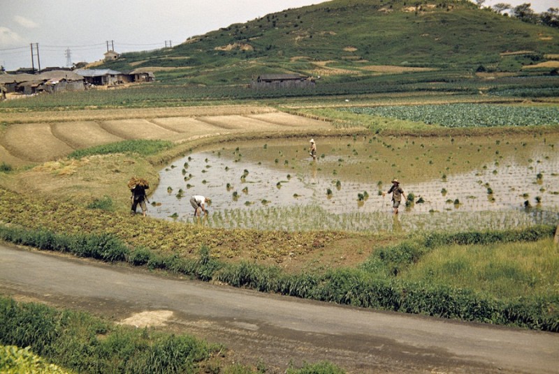 Planting rice, 1956 18.jpg