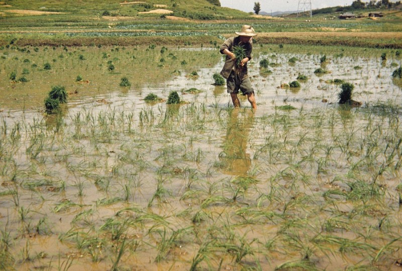 Planting rice, 1956 2.jpg