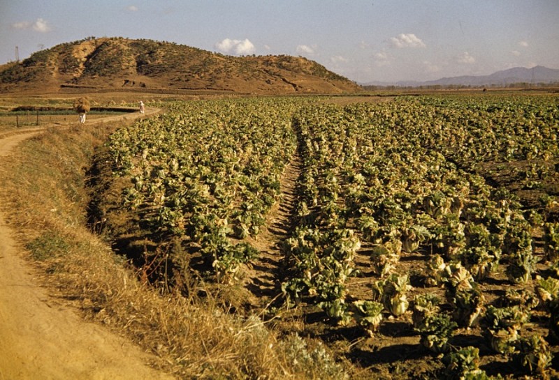 Cabbage field, 1956 5.jpg