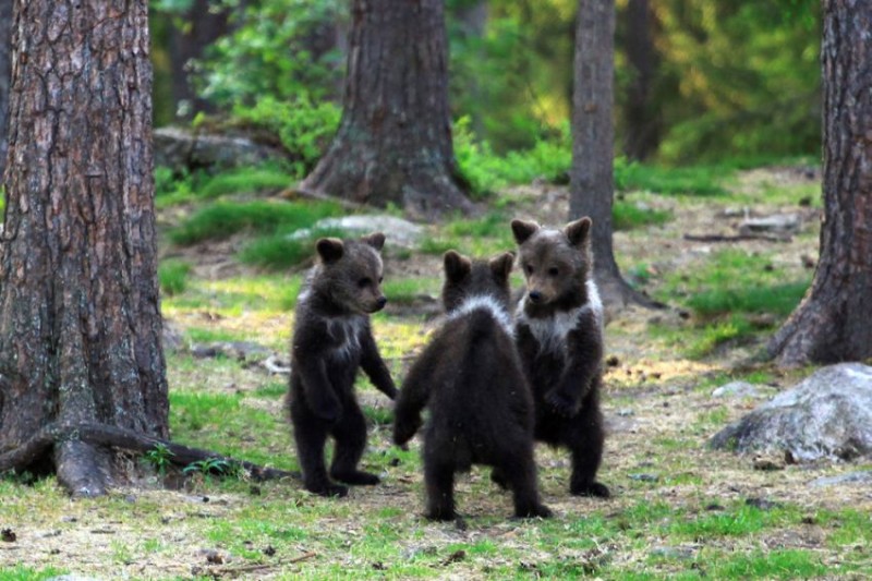 Bear Cubs1.jpg